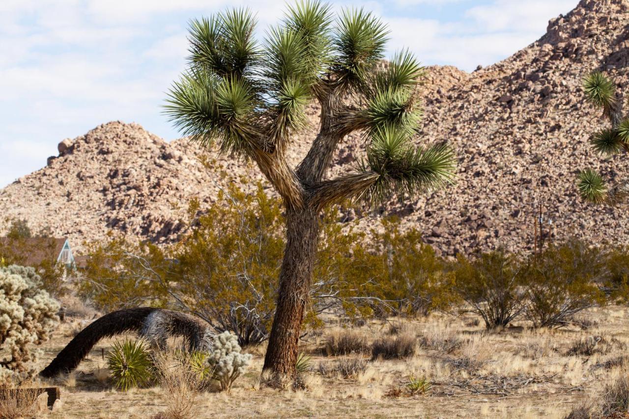 @ Marbella Lane - 10 Acres Oasis Desert Retreat! Joshua Tree Buitenkant foto